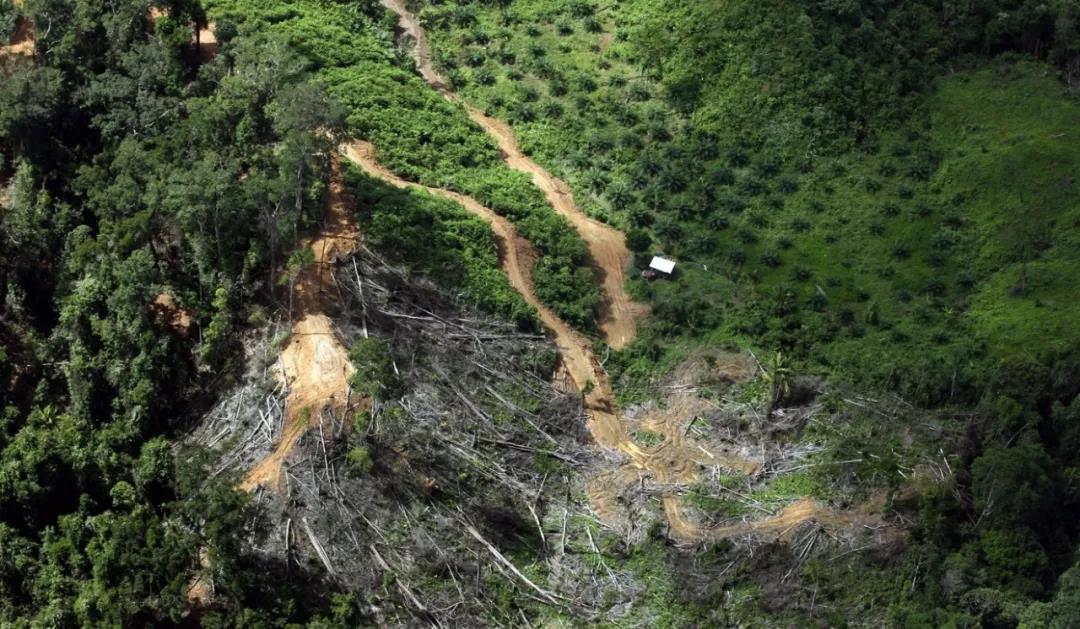 2020年東京奧運會使用馬來西亞和印尼雨林木材引(圖2) 2020年東京奧運會使用馬來西亞和印尼雨林木材引(圖2)